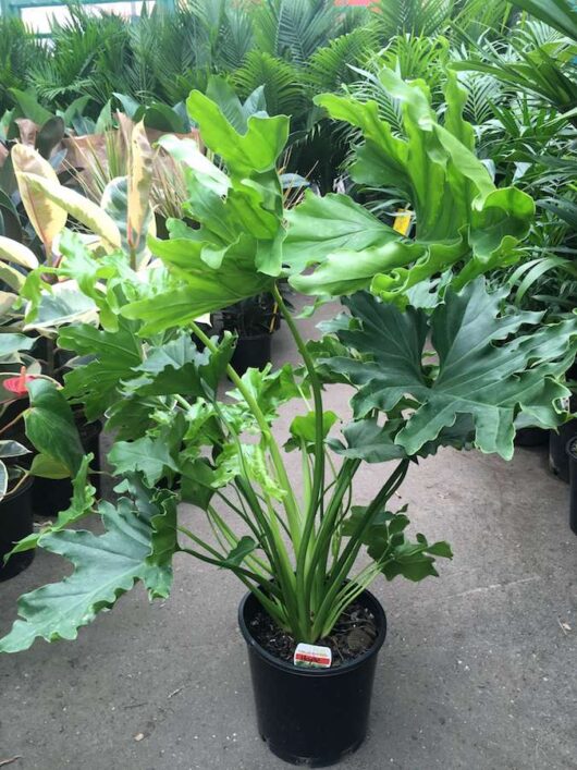 Philodendron "Hope"