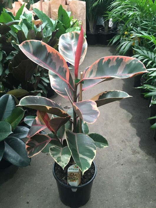 Ficus Elastica "Ruby"