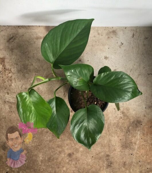 Pothos "Jade" 5" Pot