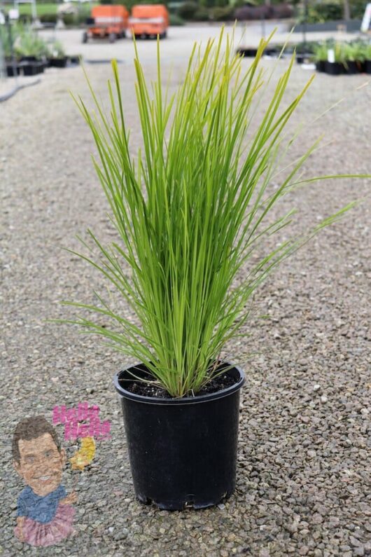 Lomandra "Lime Tuff" 6" Pot