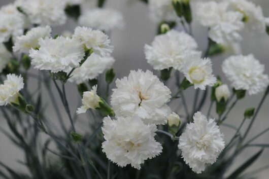 A cluster of white Dianthus 'Memories' 6" Pot flowers with a blurred grey background.