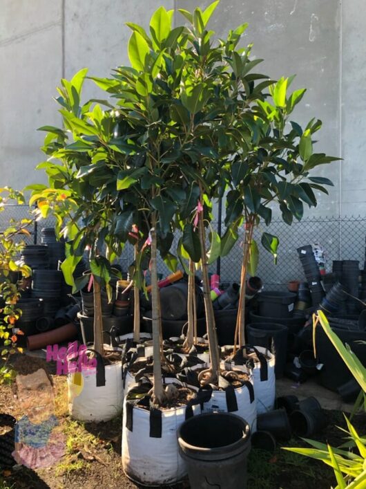 Moreton Bay Fig 100L @ Hello Hello Plants