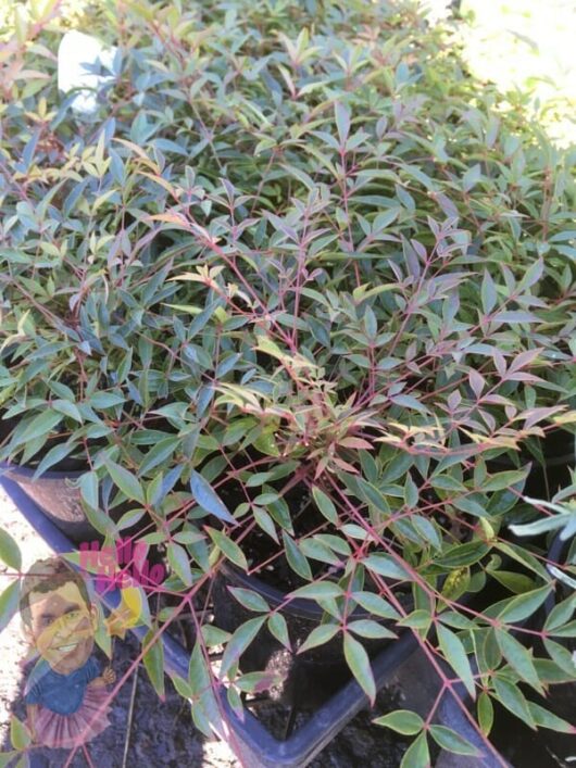 Nandina "Summer Days" @ Hello Hello Plants