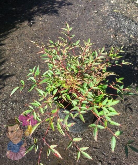 Nandina "Summer Days" 6" Pot @ Hello Hello Plants