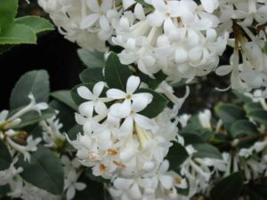 Osmanthus "Pearly Gates"