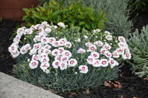 Dianthus "Coconut Sundae"