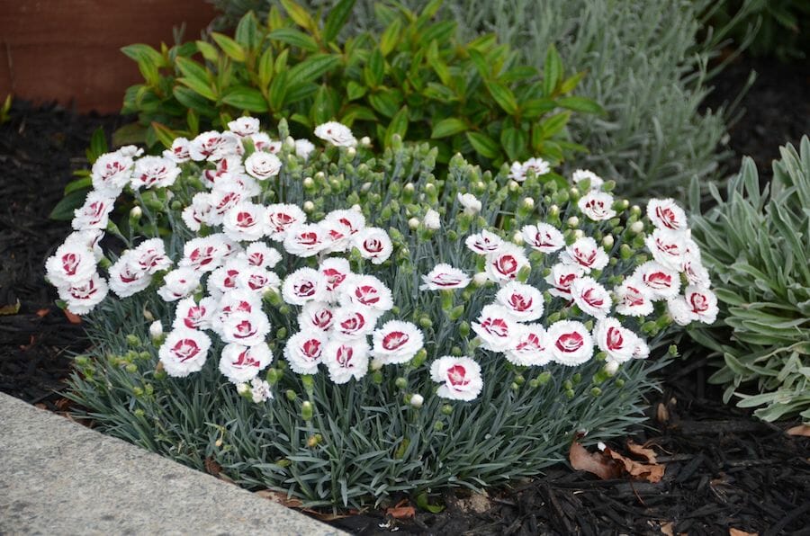 Dianthus Carnations & Pinks