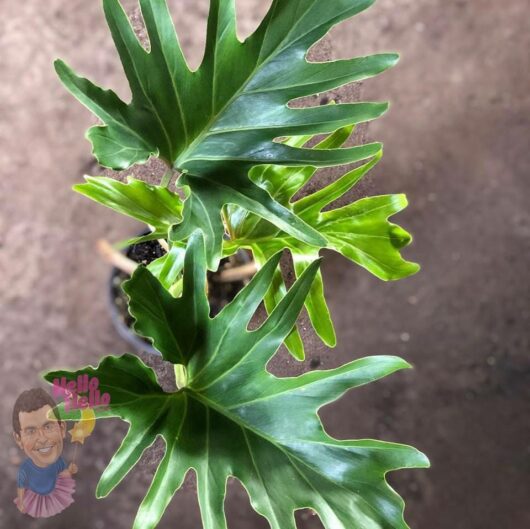 Philodendron 'Hope' 6" Pot @ Hello Hello Plants