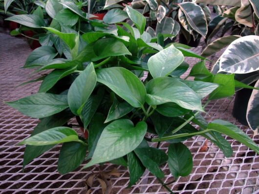 Epipremnum 'Jade' Devil's Ivy with green, glossy leaves on a metal grate shelf in a 5" pot.