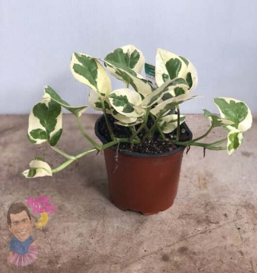 Epipremnum "Pothos Snow Queen"