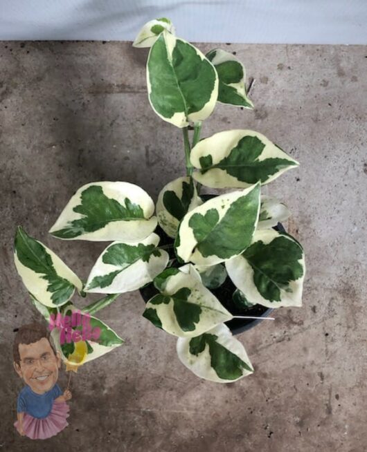 Epipremnum "Pothos Snow Queen"