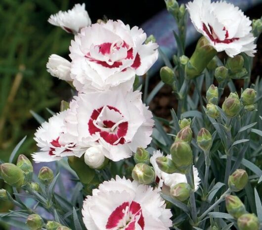 Dianthus 'Coconut Sundae' 6" Pot with white carnations featuring red markings blooming among green foliage.