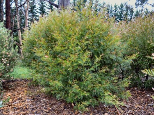 Grevillea Hookeriana "Red Hooks"