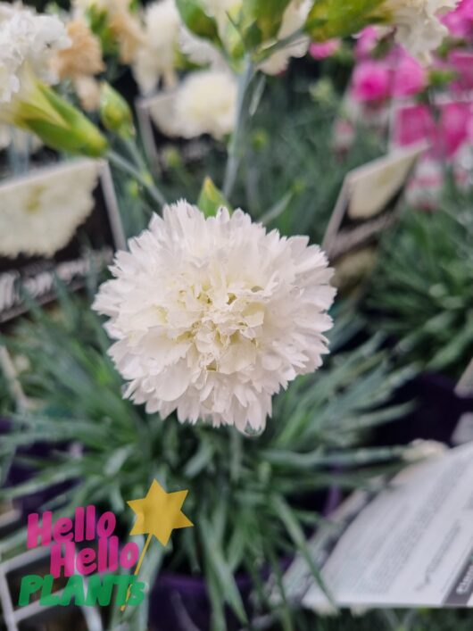 Dianthus 'Memories' 6" Pot
