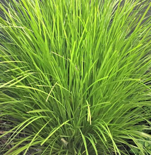 Lomandra 'Lime Tuff' 3" Pot