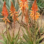 Aloe Aloe "Andreas Orange"