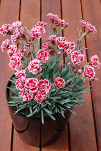 Dianthus "Sugar Plum"