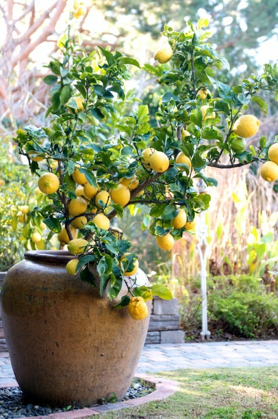 Citrus Limon Hello Hello Plants