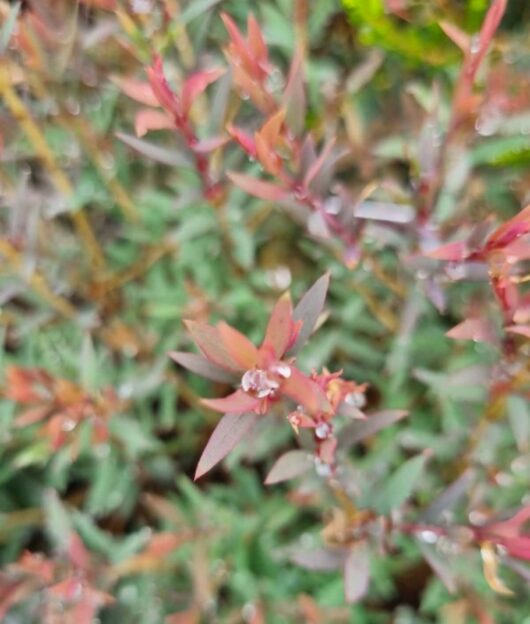 melaleuca little red pbr 6inch foliage 1