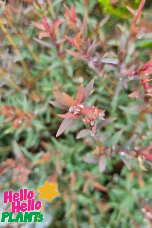 melaleuca little red pbr 6inch foliage
