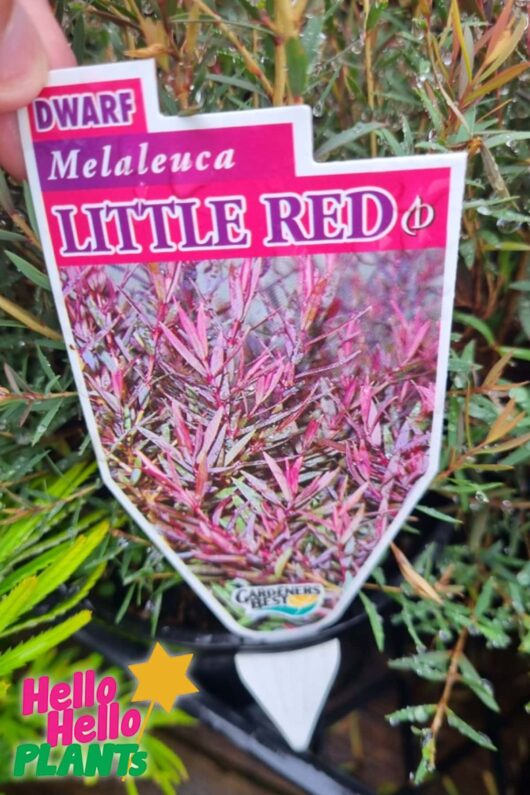 melaleuca little red prb label
