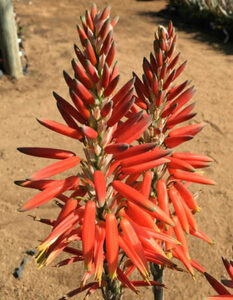 Vibrant red-orange Aloe 'Sea Urchin™' 7" Pot flowers in bloom.