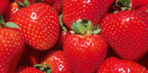 Strawberry Tioga