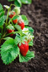 Strawberry 'Sweetheart' 6" Pot