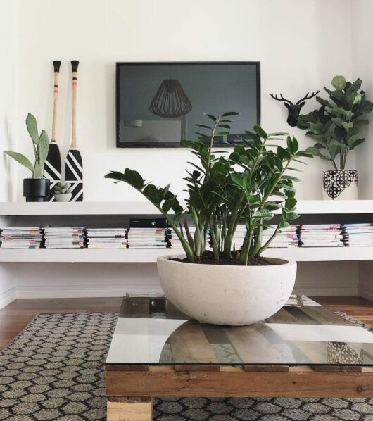 Modern living room with a Zamioculcas 'Zanzibar Gem' in a 4" pot on a glass coffee table, art pieces, and decorative shelves on the wall.