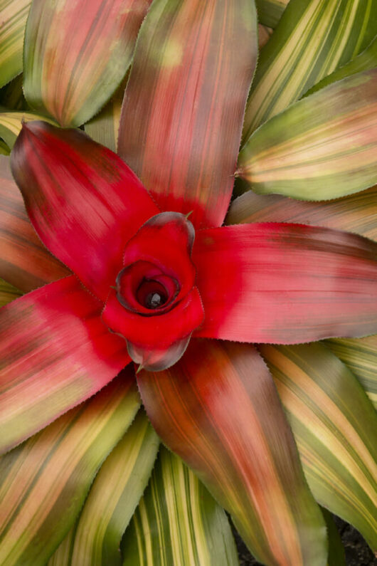 Close-up of a red Neoregelia 'Orange Crush' 7" Pot bromeliad flower surrounded by green and pink variegated leaves.