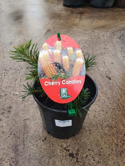 A potted young Banksia 'Giant Candles' 8" Pot plant labeled "Giant Candles" with a colorful tag, displayed on a wet surface.