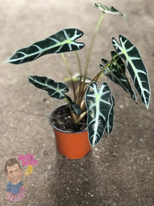 Alocasia "Bambino/Bebe" 5" Pot @ Hello Hello Plants