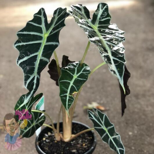 Alocasia "Polly Amazonica" 7" Pot @ Hello Hello Plants
