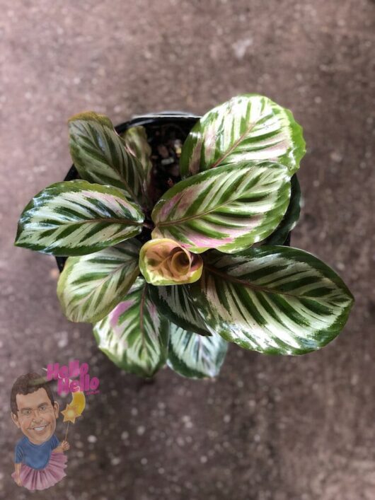 Top-down view of a potted Calathea 'Peacock' 7" Pot plant with variegated green and pink leaves.