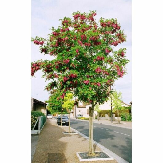 A vibrant Robinia 'Casque Rouge' 8" Pot tree with pink blossoms standing on a suburban street, lined with homes and a clear sky overhead.