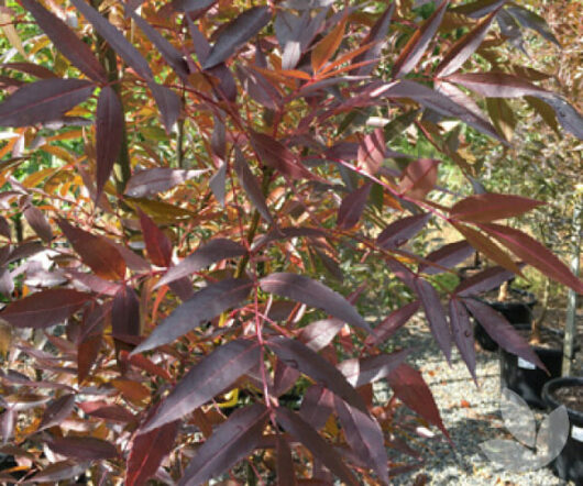 Close-up of a Fraxinus 'Claret Ash' Tree 12" Pot with slender dark red leaves, illuminated by sunlight, against an outdoor blurred background.