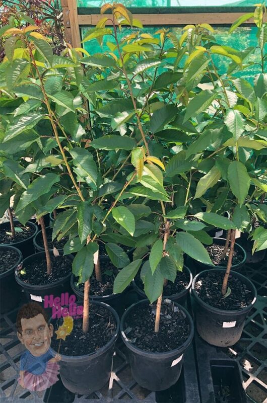 Prunus 'Bing' Cherry