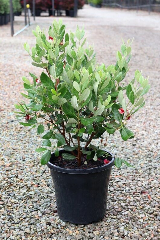 A Feijoa 'Pineapple Guava' 10" Pot with lush green leaves and red flowers, placed on a gravel surface.