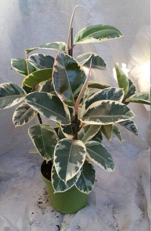 Ficus 'Tineke' Rubber Fig 4" Pot with variegated green and cream leaves, accented with pink stems, against a translucent background.