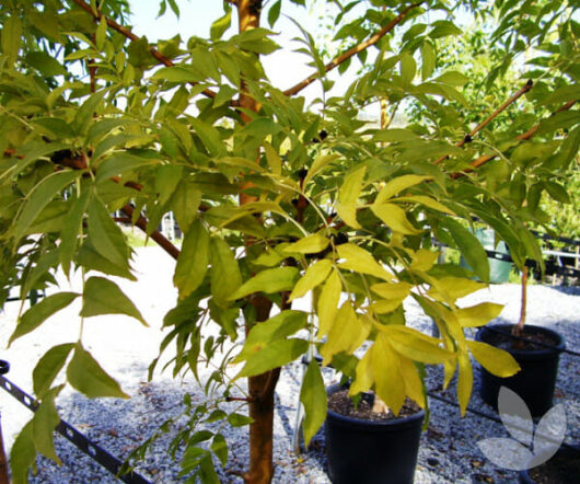 Young Fraxinus 'Golden Ash' trees in black 8" pots on white gravel under sunlight, displaying lush green and yellow leaves.