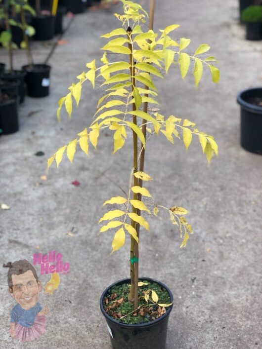 Golden Ash Tree 8" Pot @ Hello Hello Plants
