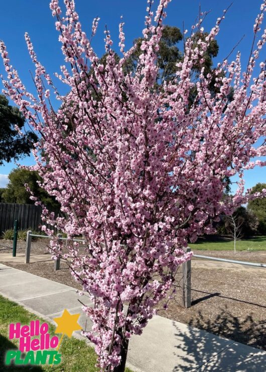 Prunus x blireana 'Pink Plum Blossom' 16" Pot