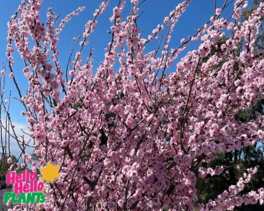 Prunus x blireana 'Pink Plum Blossom' 16" Pot