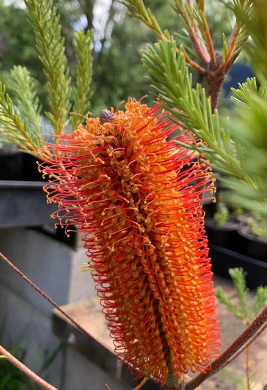 Banksia 'Giant Candles'