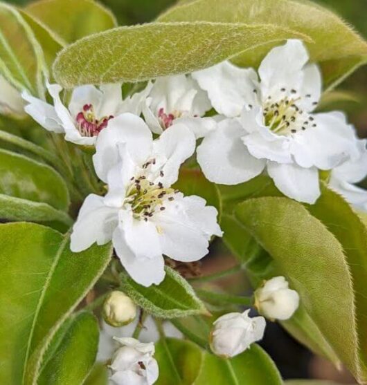 Pyrus communis Nashi Nijisseiki 20th Century fruiting pear