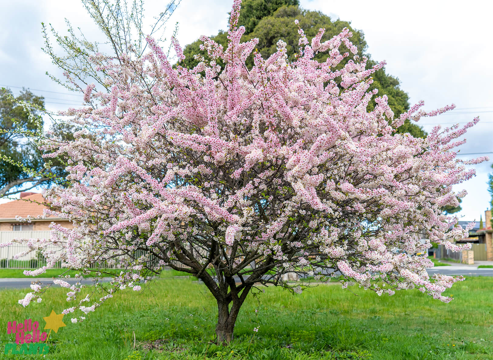 Elvins flowering plum in full bloom late winter in Melbourne