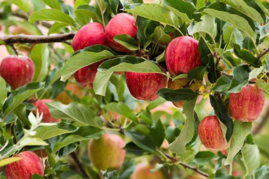 Malus 'Gala' Apple 8" Pot
