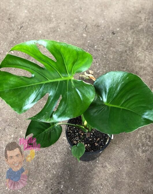 Monstera "Fruit Salad Plant" 7" Pot @ Hello Hello Plants