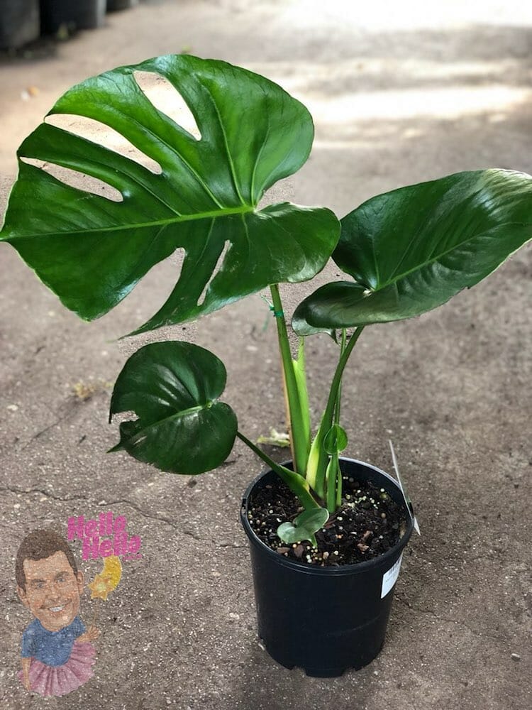 Monstera Fruit Salad Plant 8 Pot Hello Hello Plants Garden