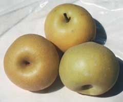 Three Pyrus 'Nashi Shinsui' Pears with a golden-brown skin, resting on a white surface under sunlight.